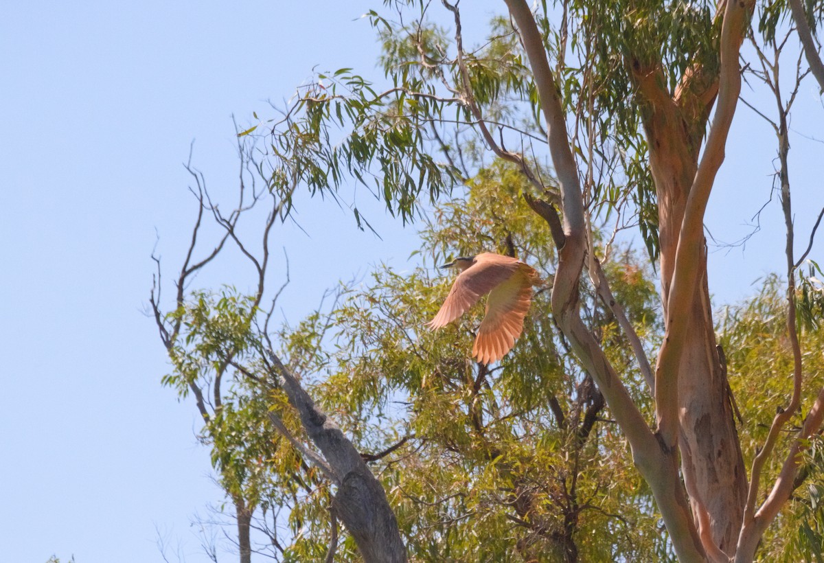 Nankeen Night Heron - ML626236518