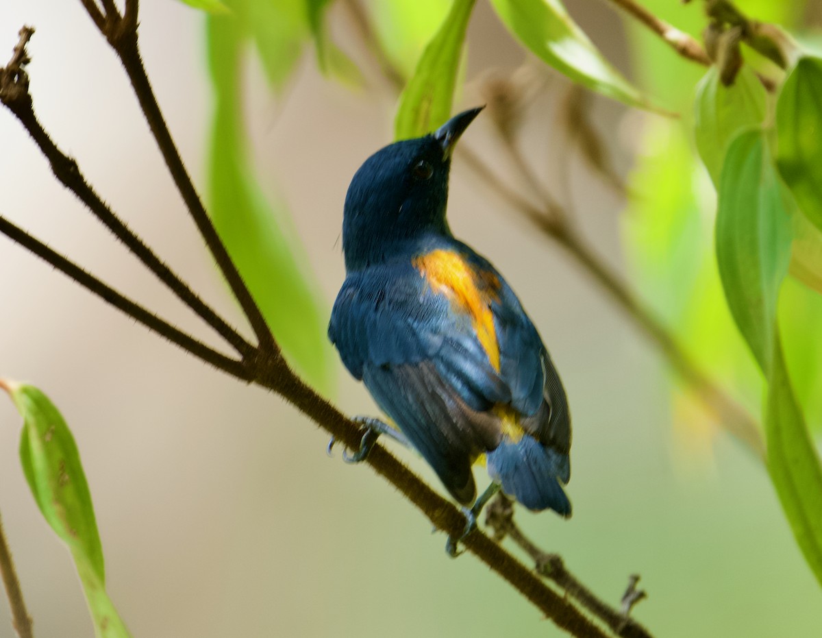 Orange-bellied Flowerpecker - ML626236582