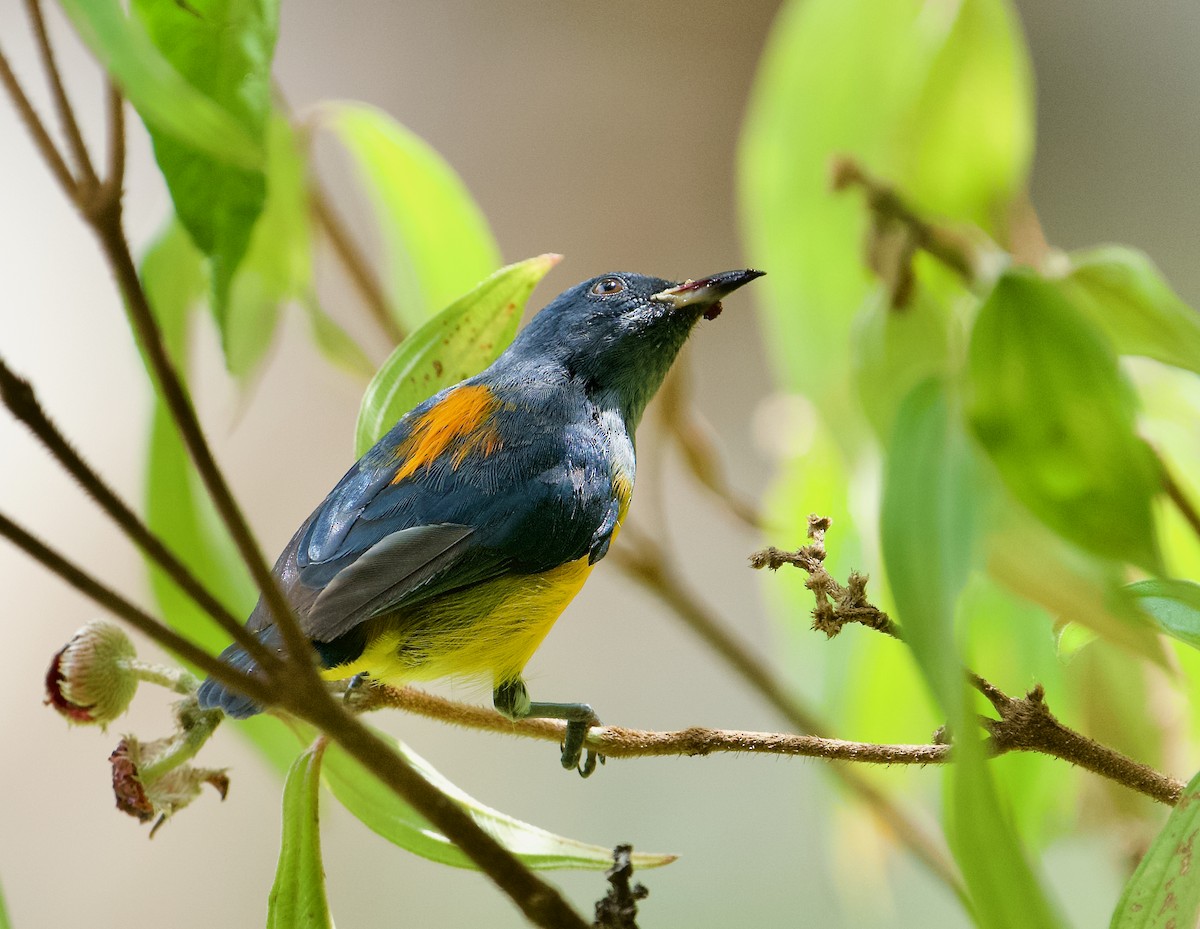 Orange-bellied Flowerpecker - ML626236583