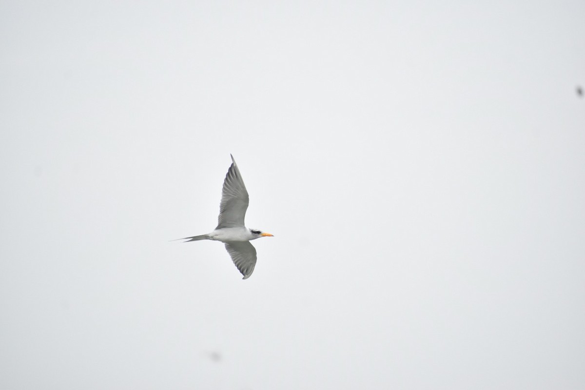 River Tern - ML626236663