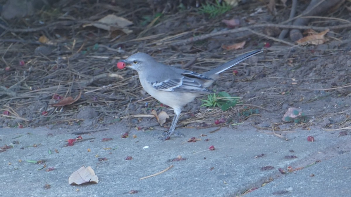 Northern Mockingbird - ML626236827
