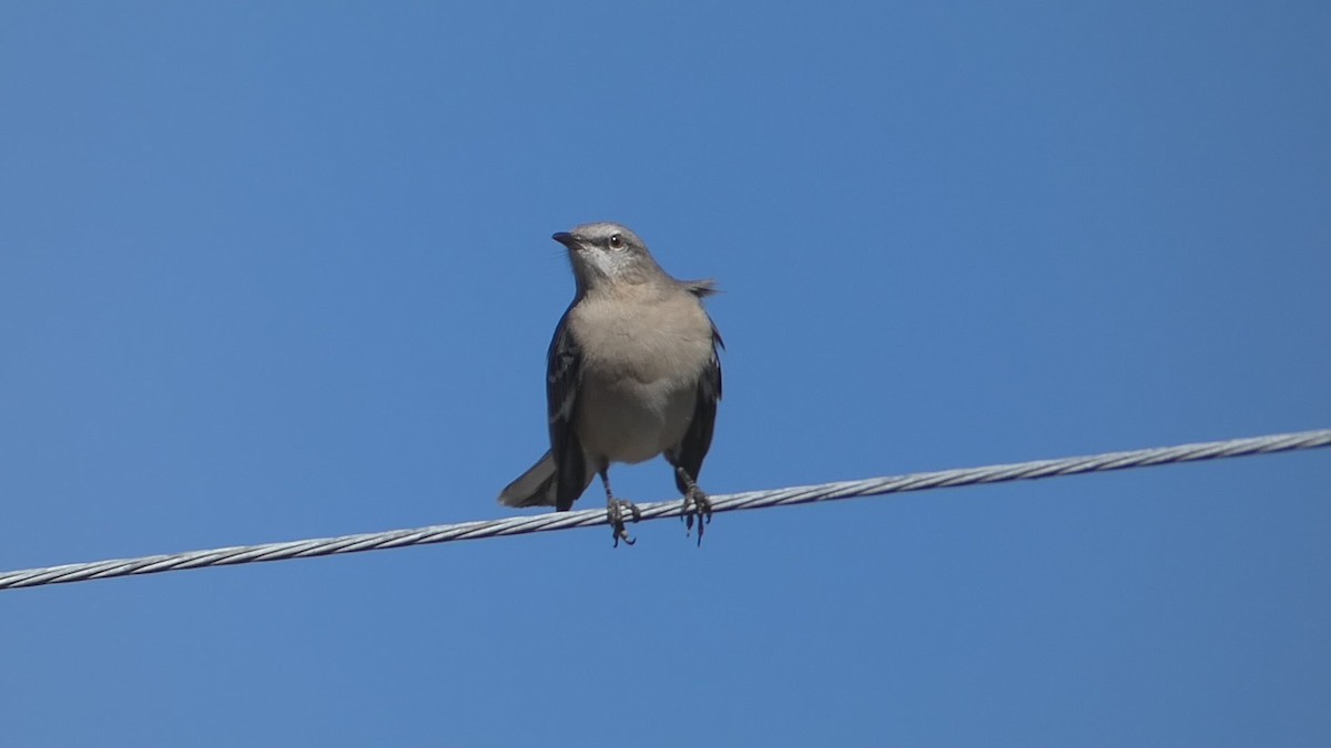 Northern Mockingbird - ML626236828