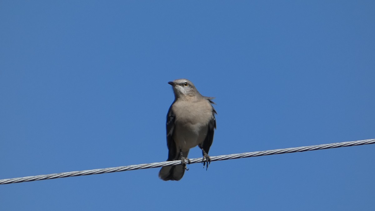 Northern Mockingbird - ML626236829