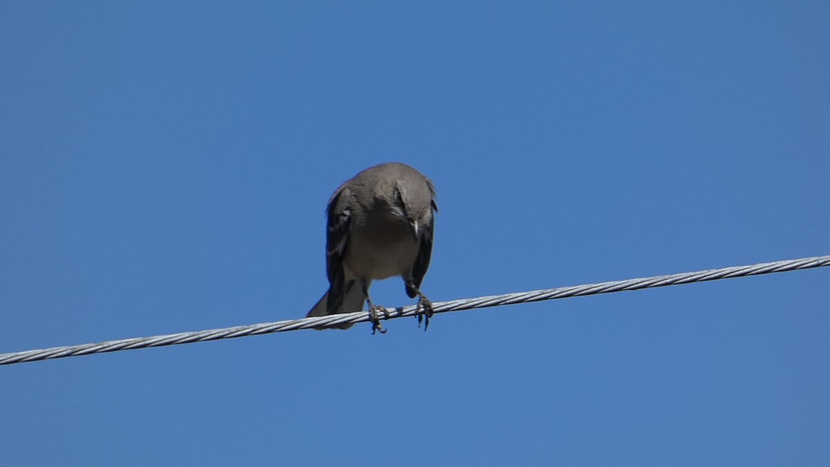 Northern Mockingbird - ML626236830