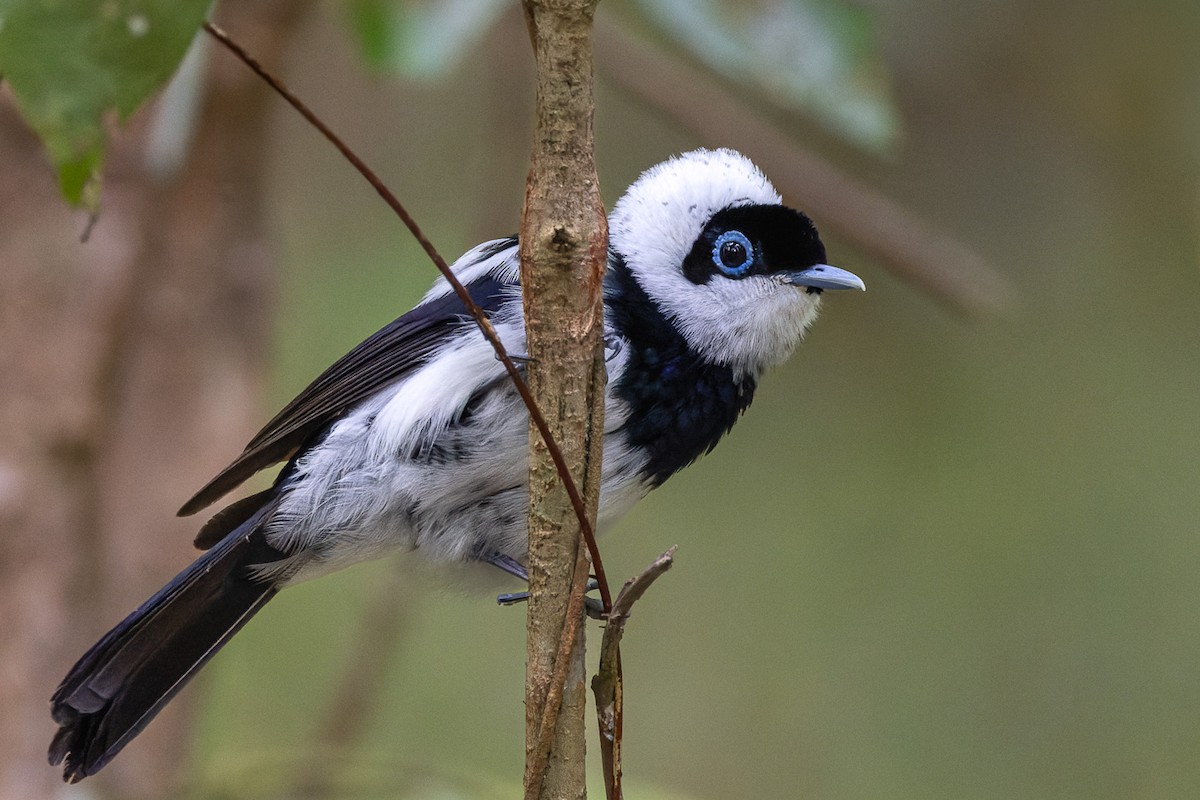 Pied Monarch - ML626236872