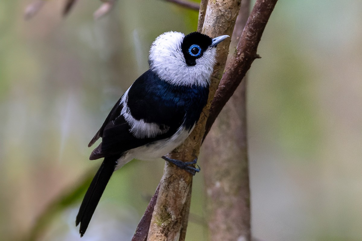 Pied Monarch - ML626236873