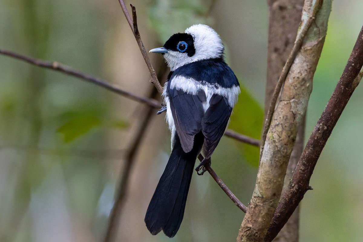 Pied Monarch - ML626236874