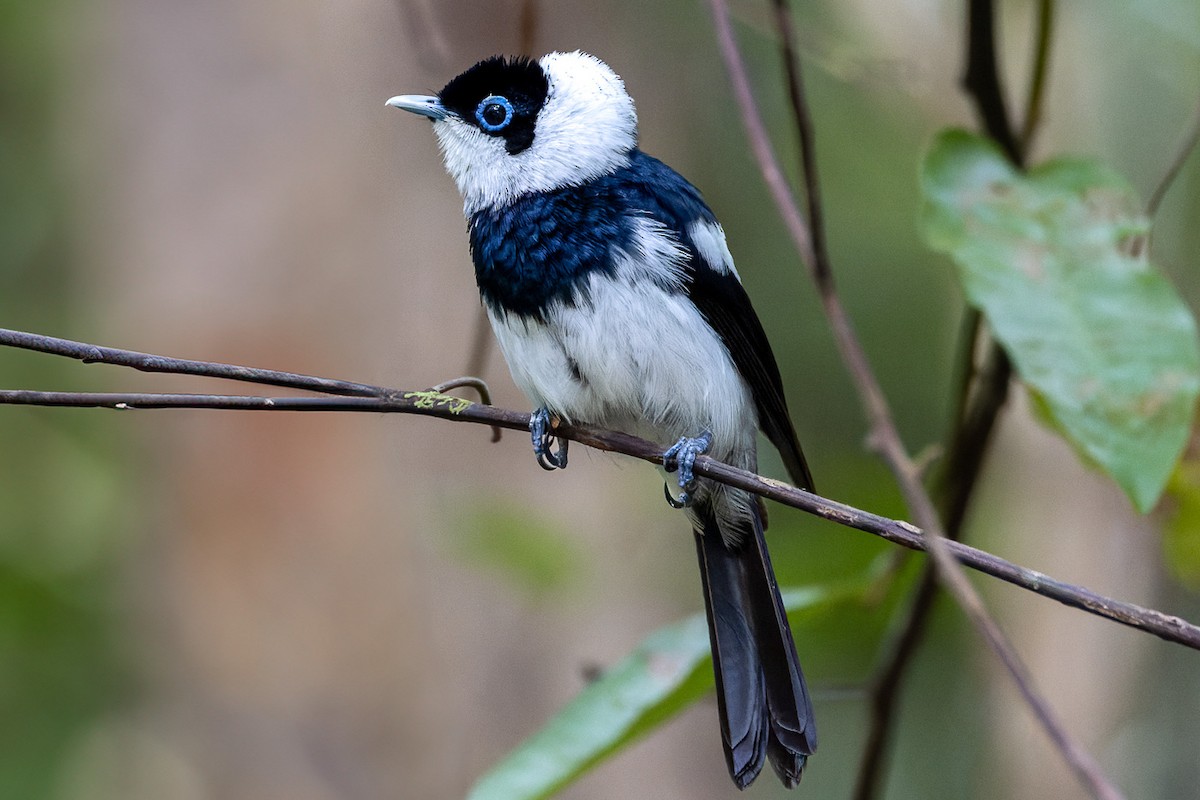 Pied Monarch - ML626236875