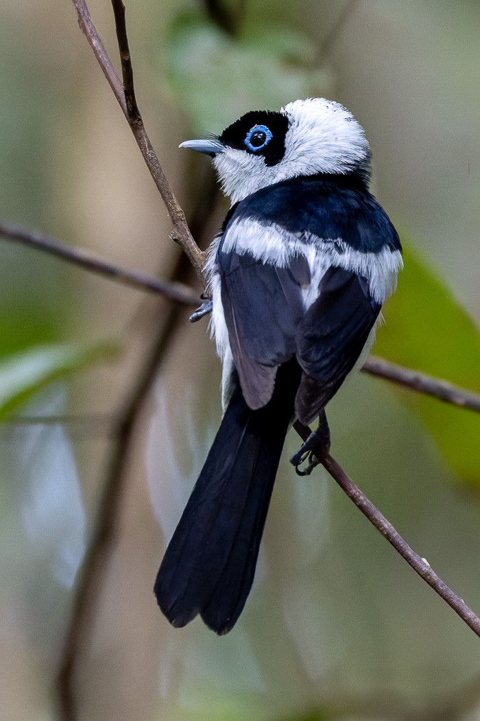 Pied Monarch - ML626236876