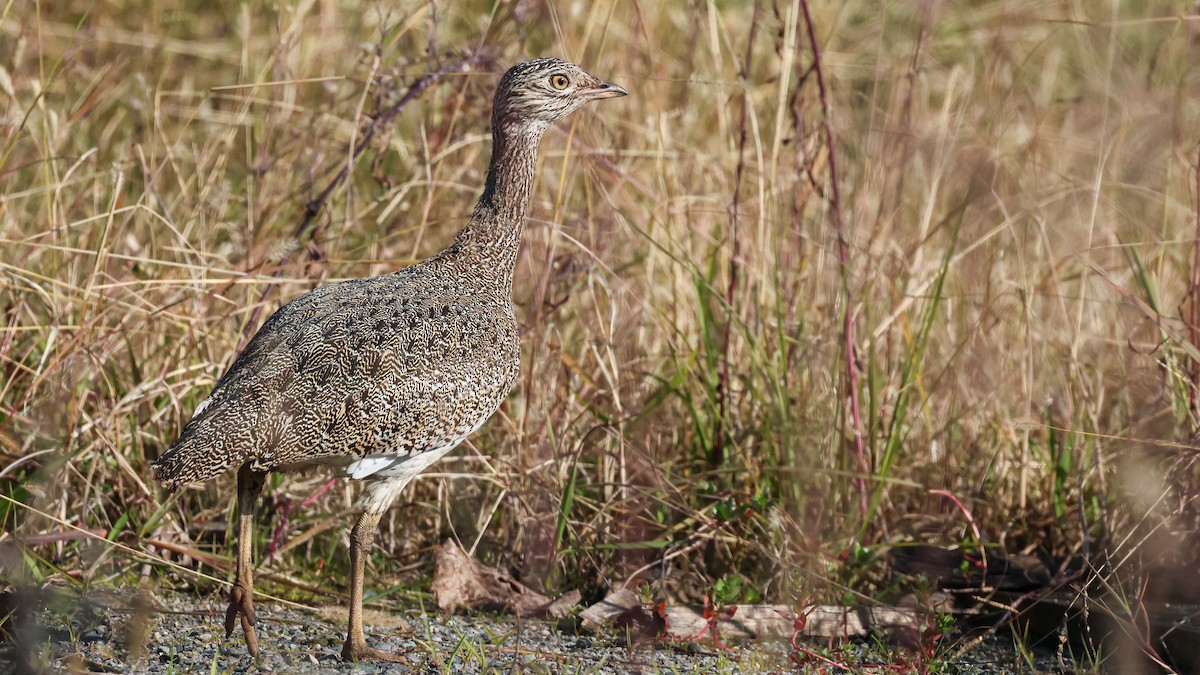 drop malý - ML626237029