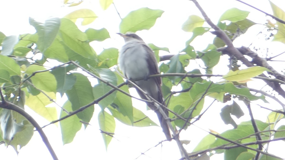 Yellow-billed Cuckoo - Roberto  Garrigues