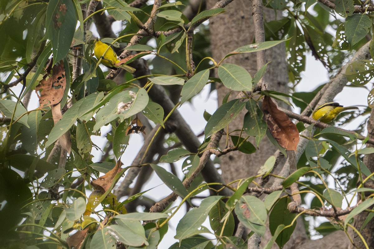 Common Iora - ML626237085