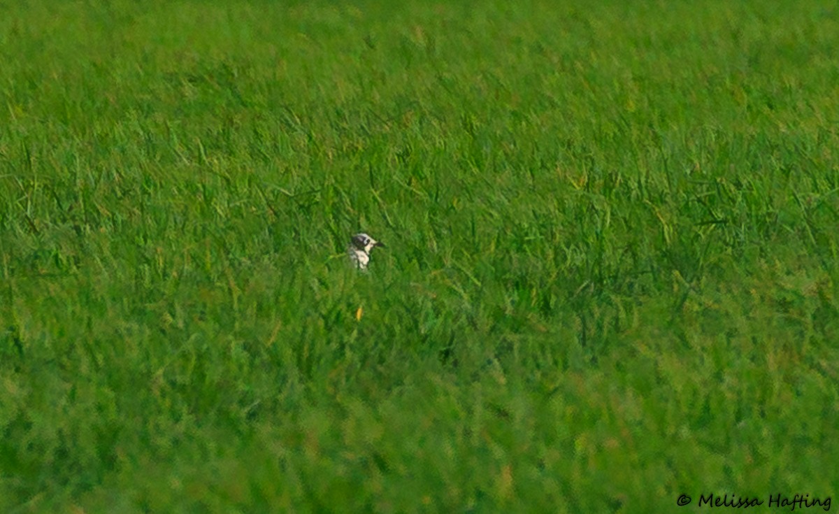 Franklin's Gull - ML626237114