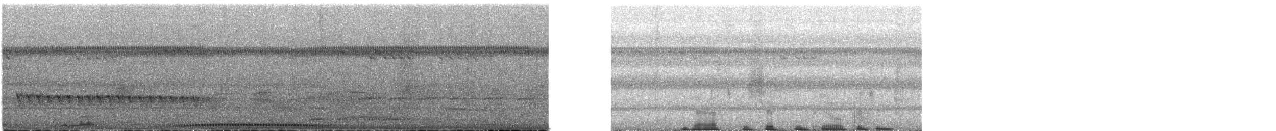 Carpophage pacifique - ML626237285