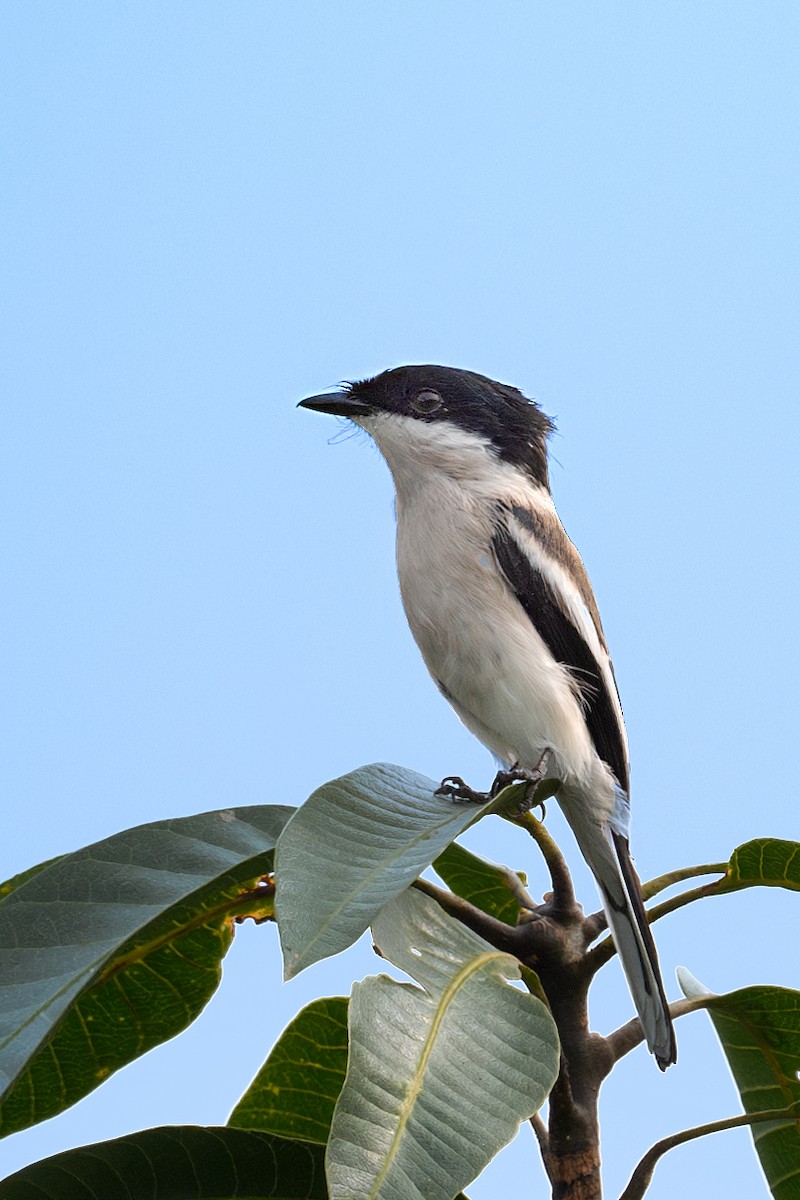 Bar-winged Flycatcher-shrike - Vivek Saggar