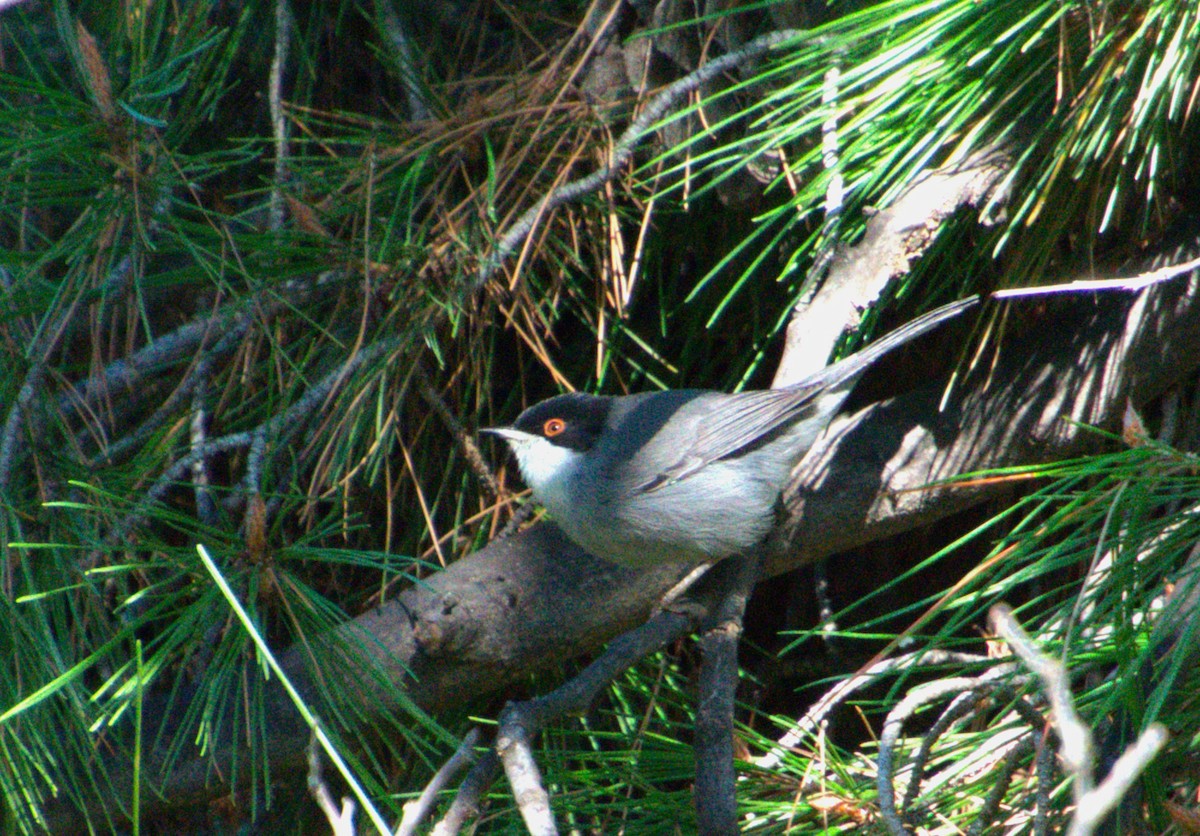 Sardinian Warbler - ML626237537