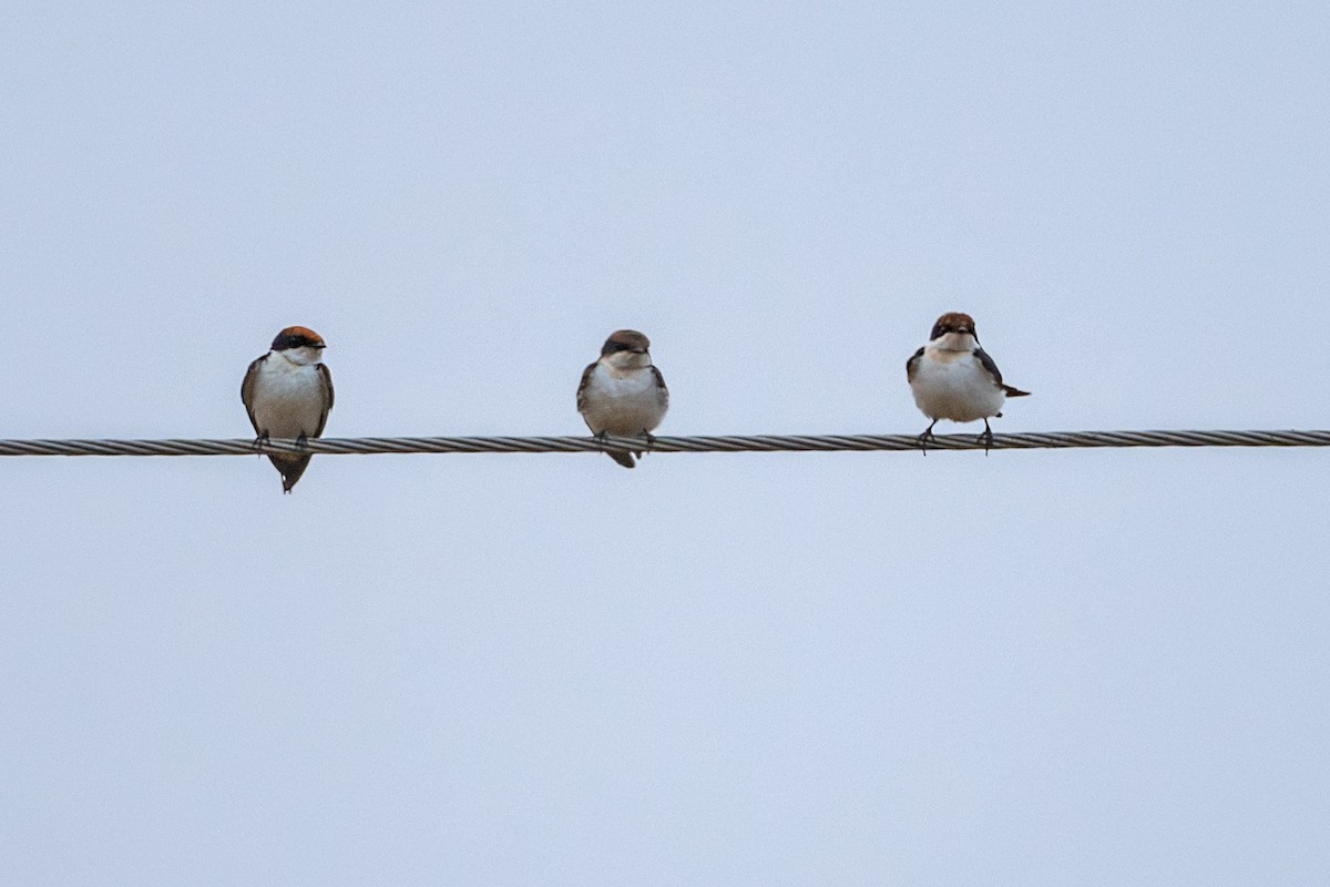 Wire-tailed Swallow - ML626237552