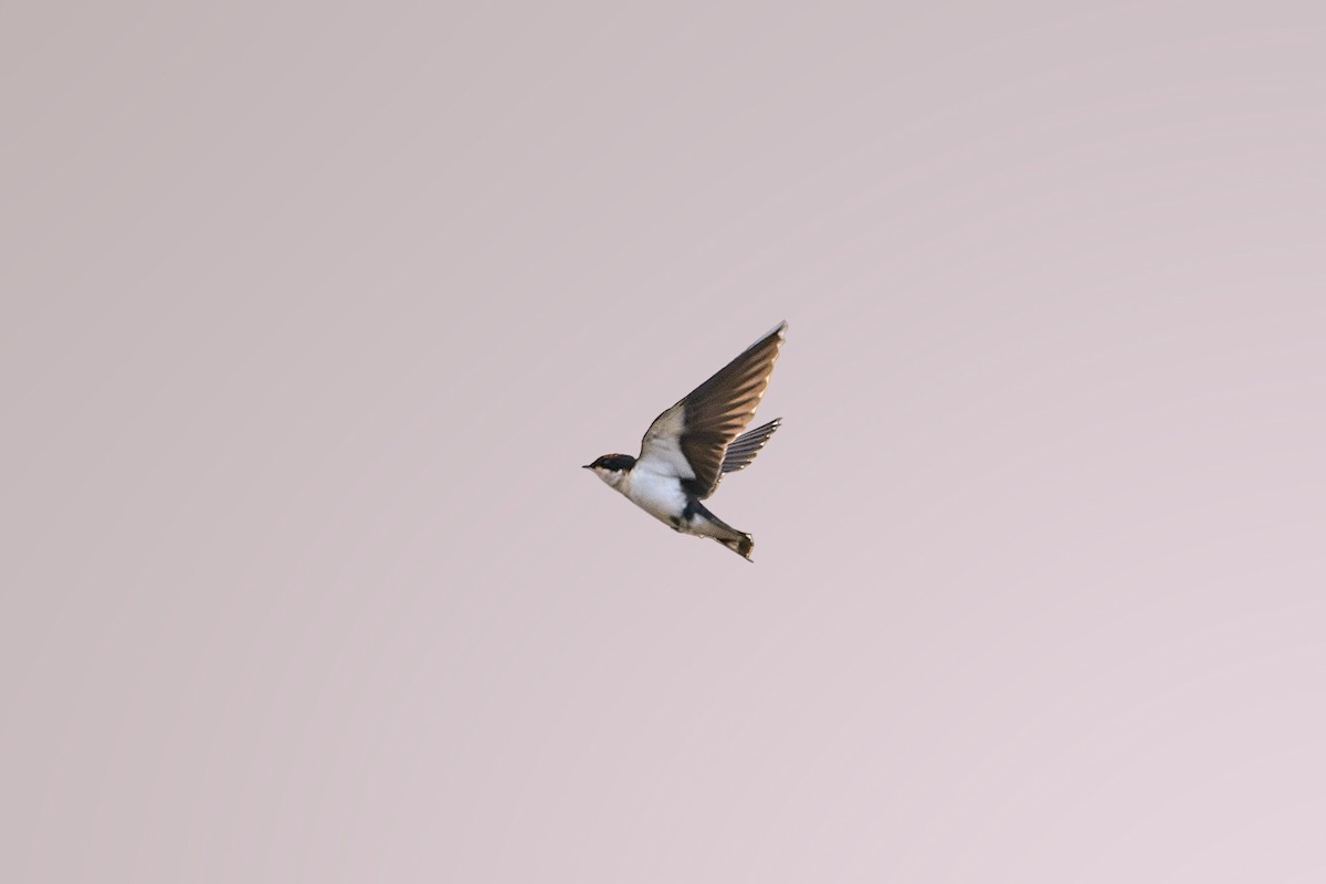 Wire-tailed Swallow - ML626237553