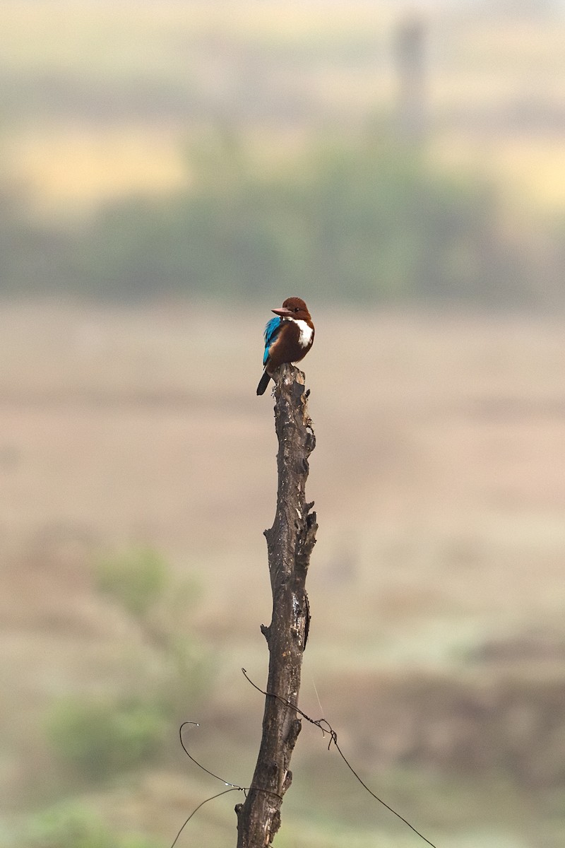 White-throated Kingfisher - ML626237554