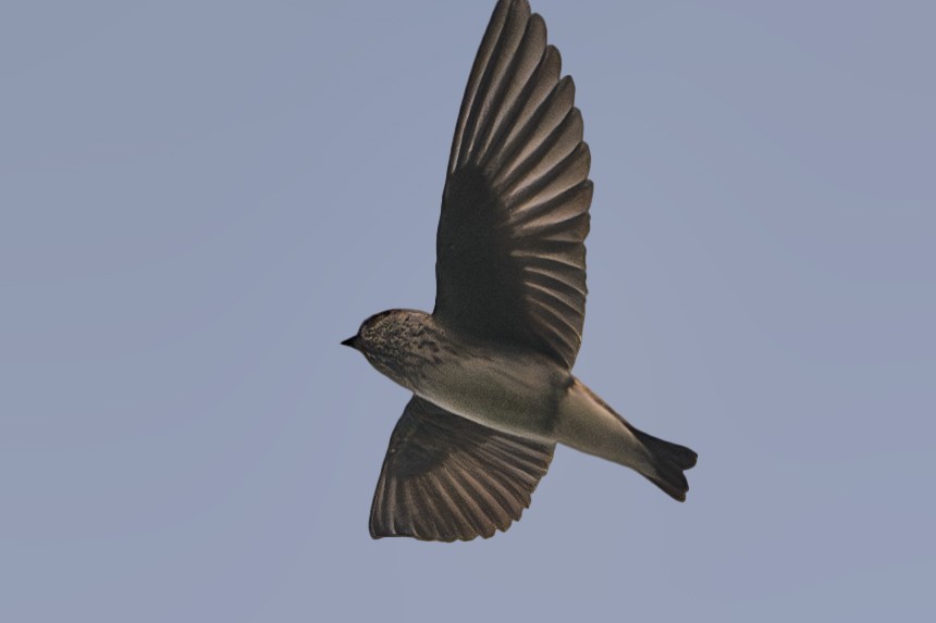 Streak-throated Swallow - ML626237572