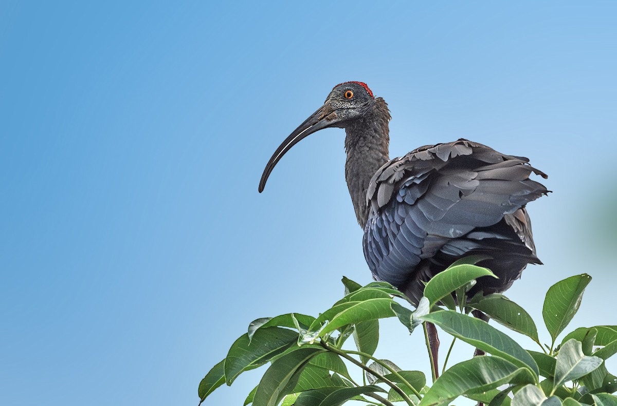 Red-naped Ibis - ML626237579