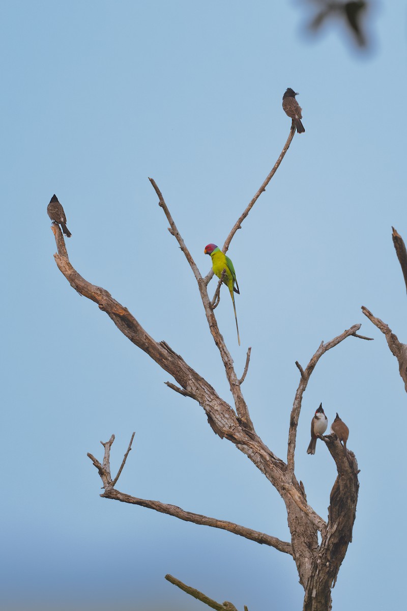 Plum-headed Parakeet - ML626237883