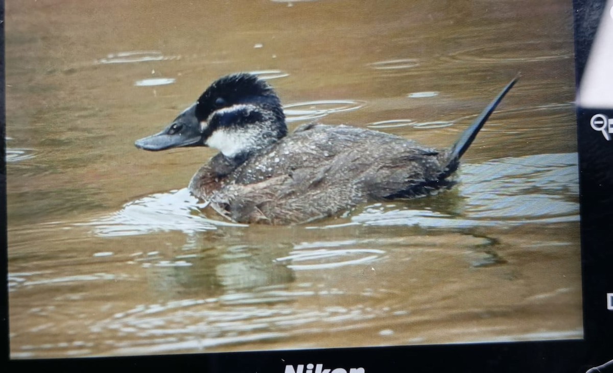 White-headed Duck - ML626238176