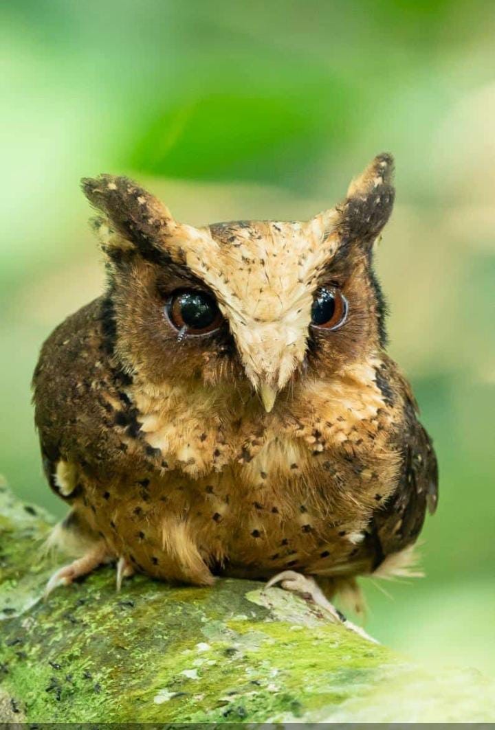 Reddish Scops-Owl - ML626238264