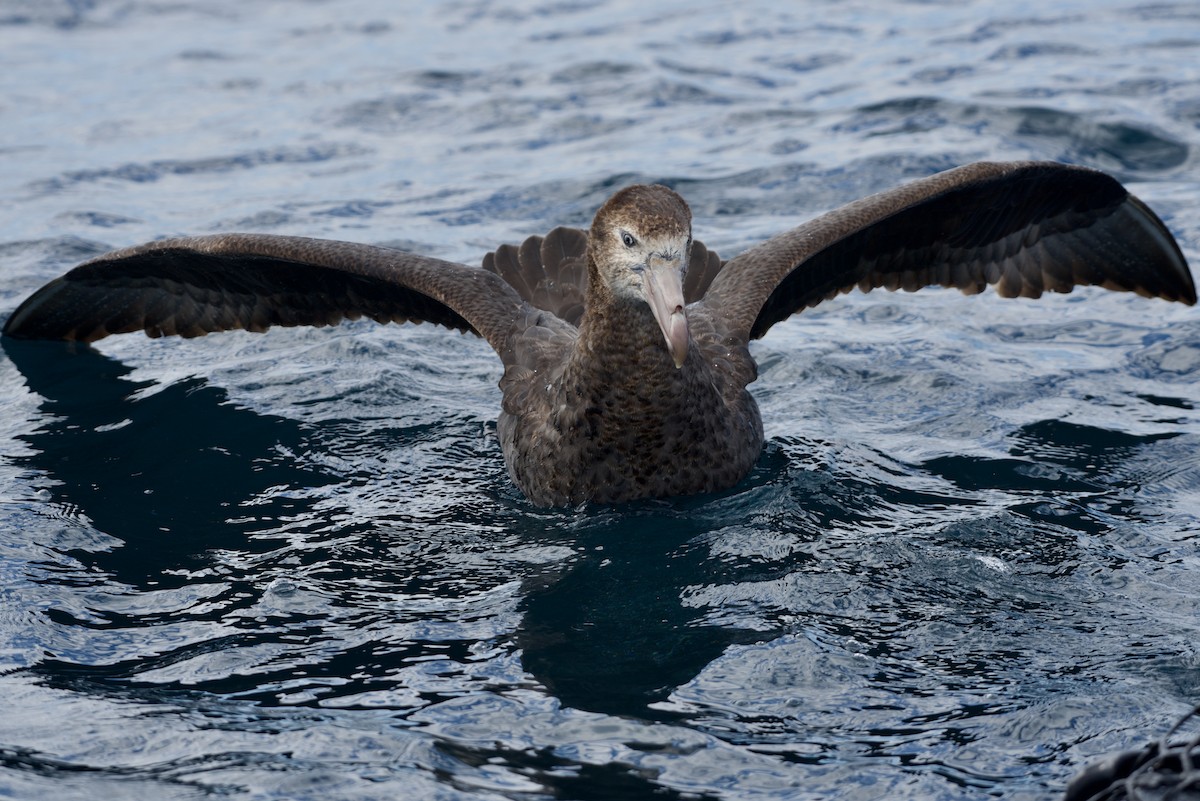 Northern Giant-Petrel - Stephanie Neis