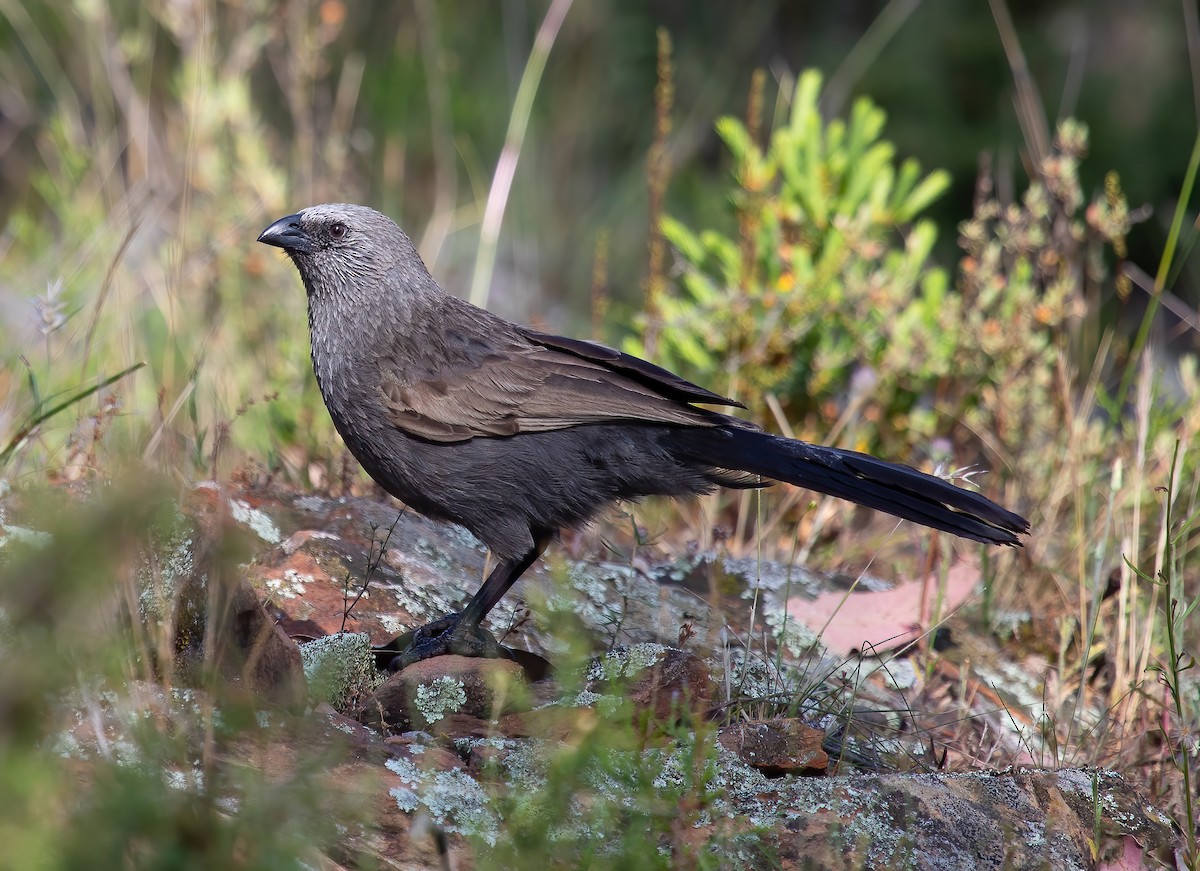 Apostlebird - ML626238340