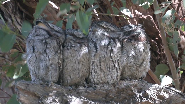 Tawny Frogmouth - ML626238380