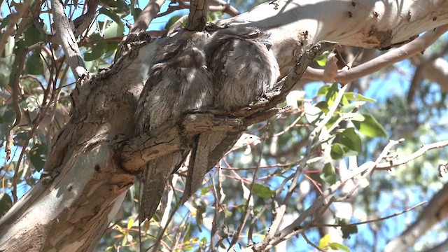 Tawny Frogmouth - ML626238446