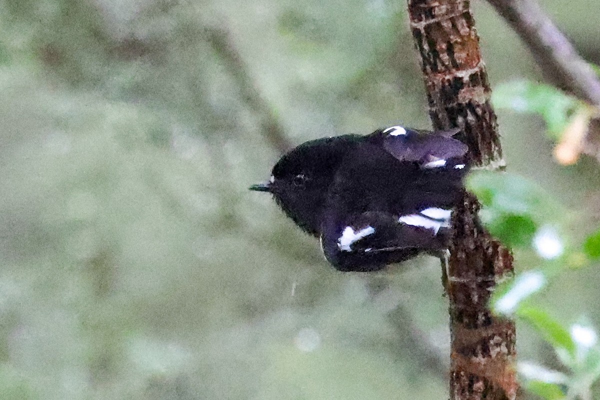 Tomtit (New Zealand) - ML626239116