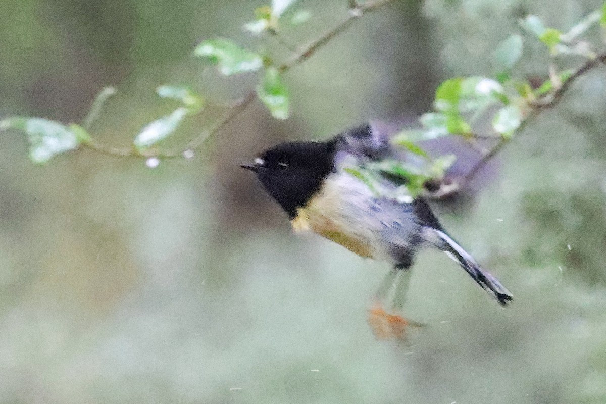 Tomtit (New Zealand) - ML626239117