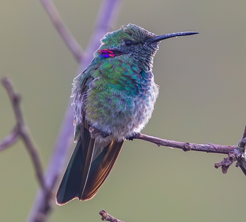 White-vented Violetear - ML626239124