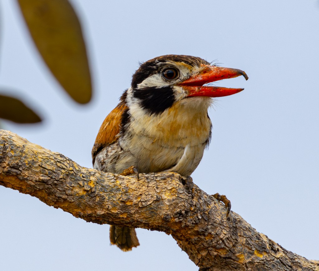 White-eared Puffbird - ML626239132