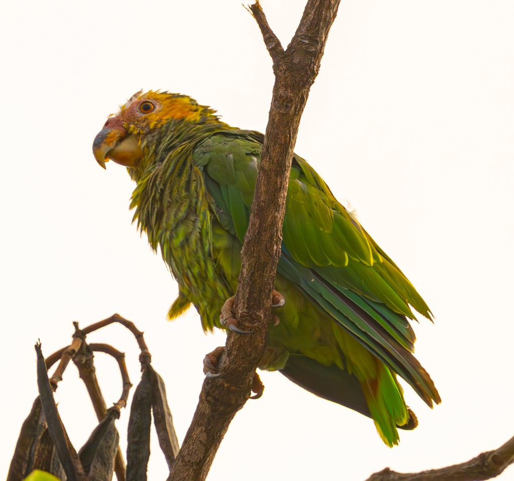 Yellow-faced Parrot - ML626239138