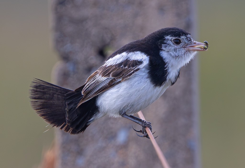 Cock-tailed Tyrant - ML626239143