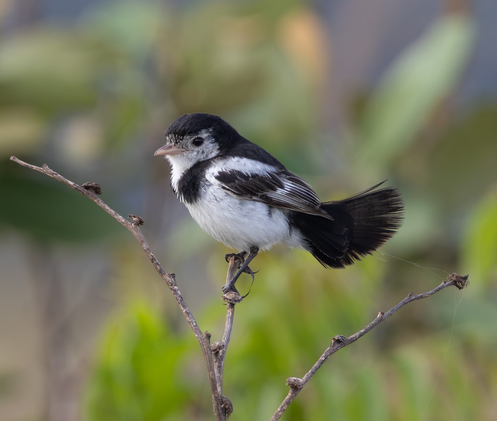 Cock-tailed Tyrant - ML626239144