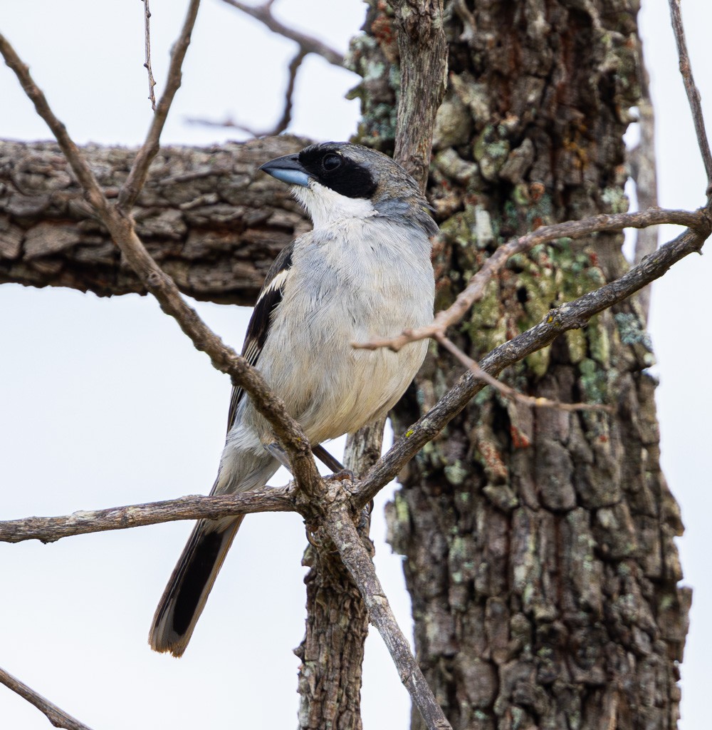 White-banded Tanager - ML626239152