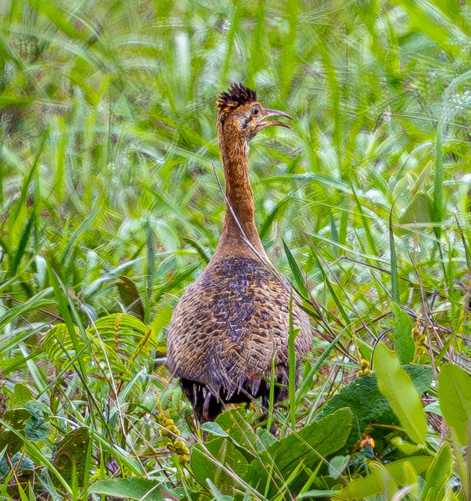 Red-winged Tinamou - ML626239246