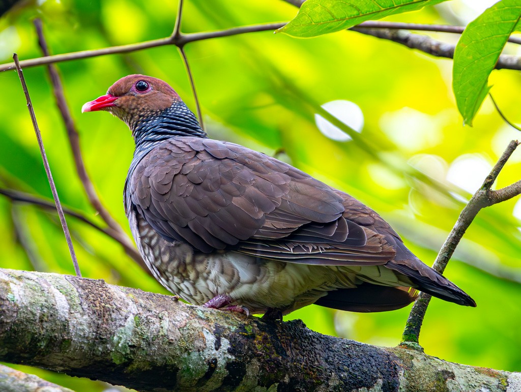 Scaled Pigeon - ML626239249