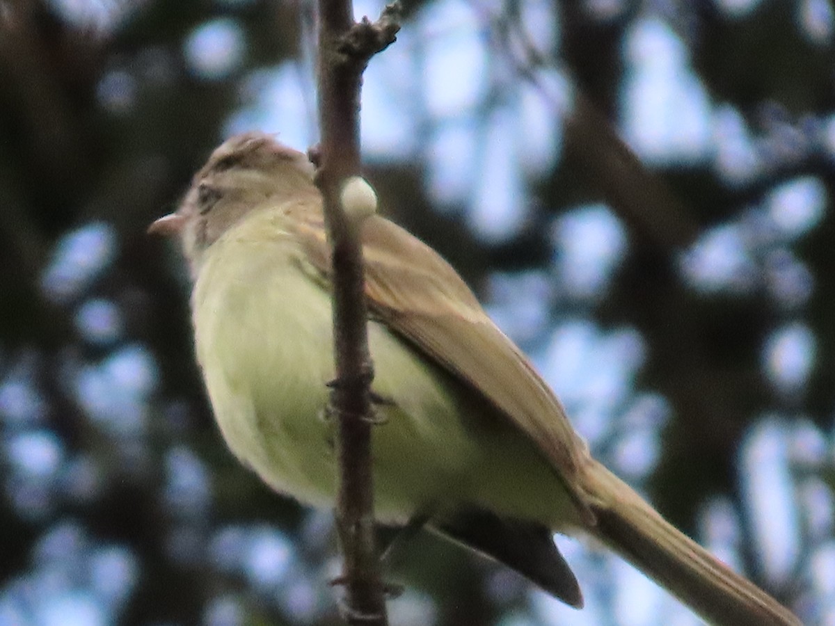 Mouse-colored Tyrannulet (Northern) - ML626239259