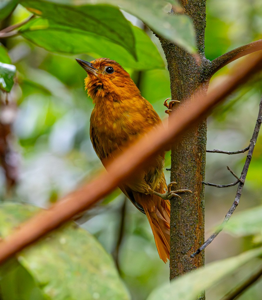 Russet-mantled Foliage-gleaner - ML626239262