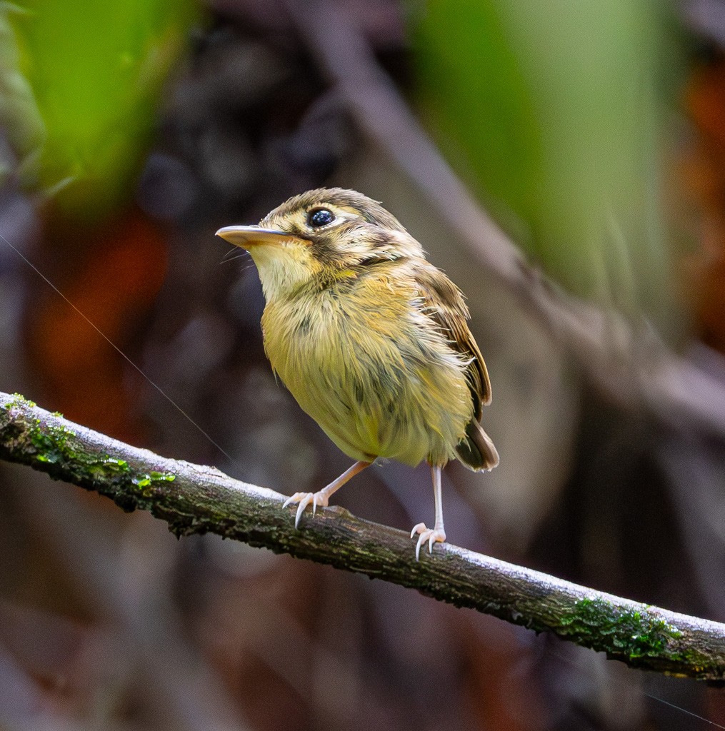 White-throated Spadebill - ML626239311