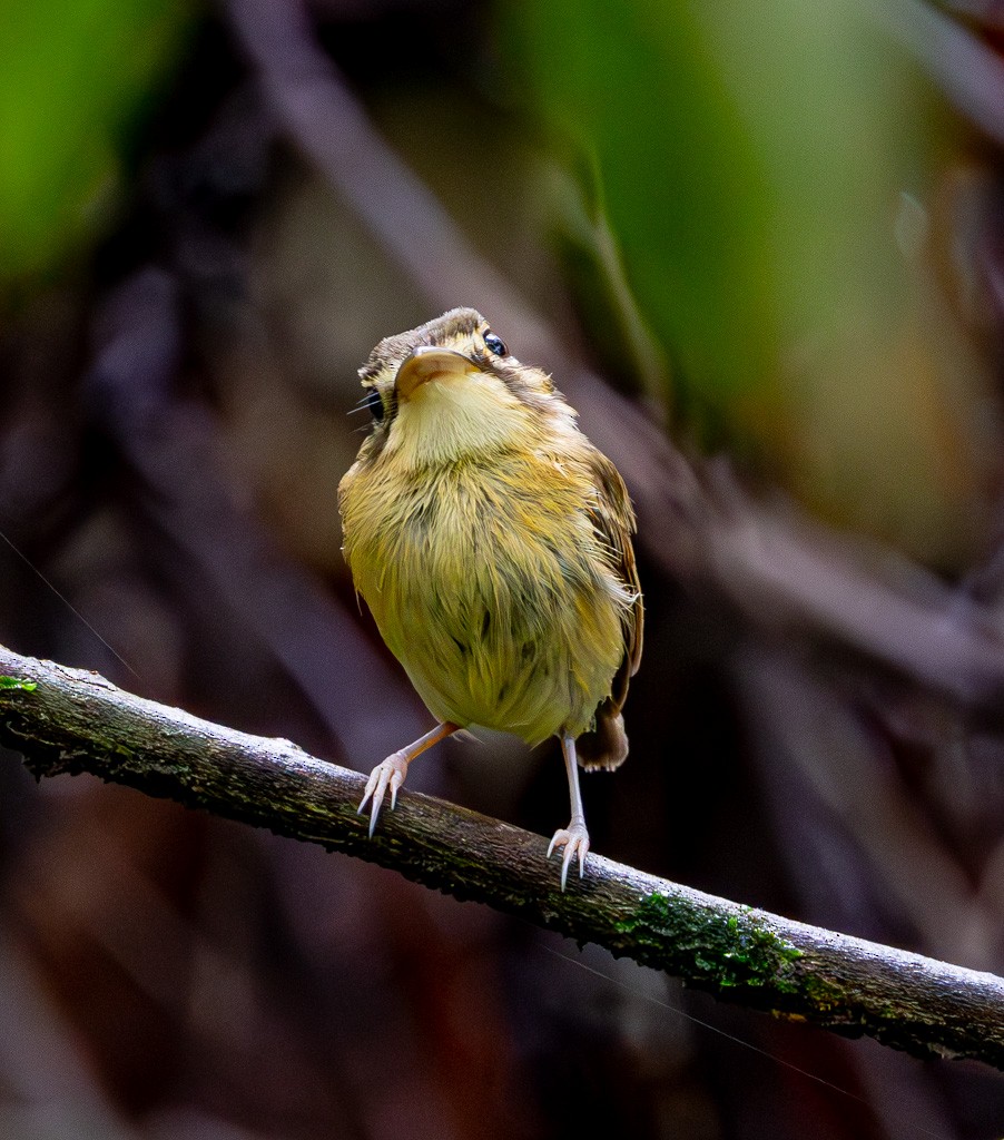 White-throated Spadebill - ML626239312