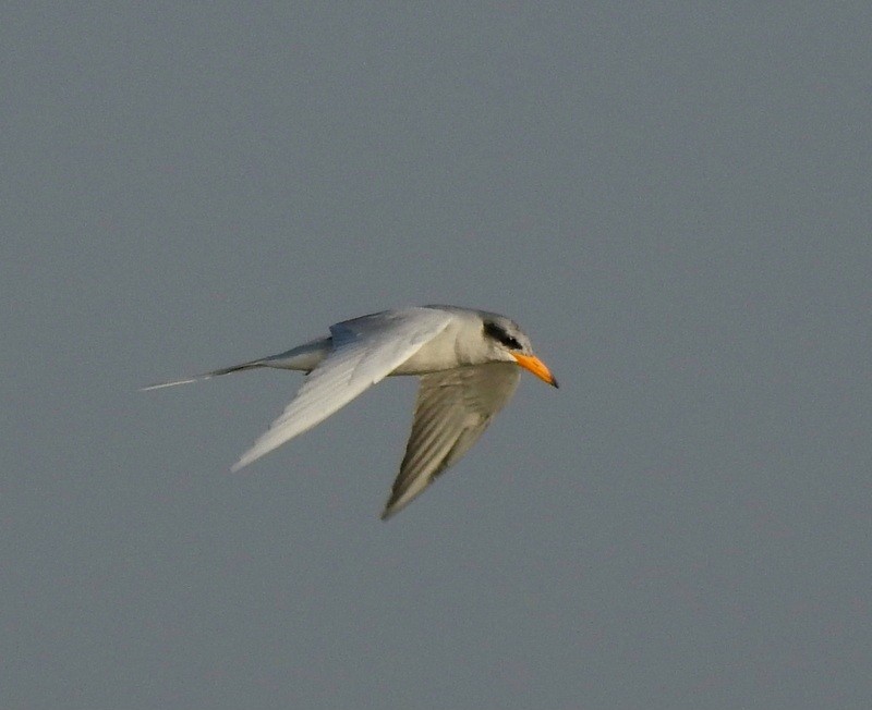 River Tern - ML626239401