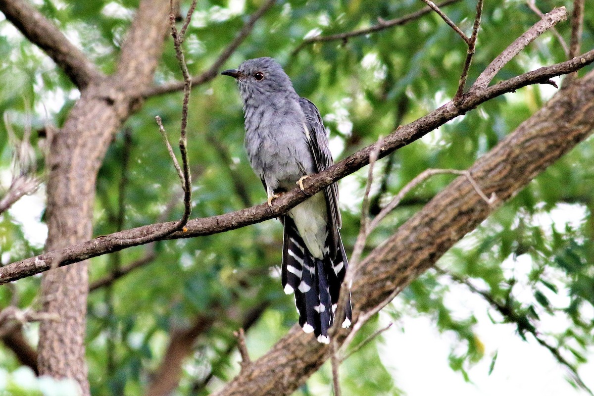 Gray-bellied Cuckoo - ML626239511