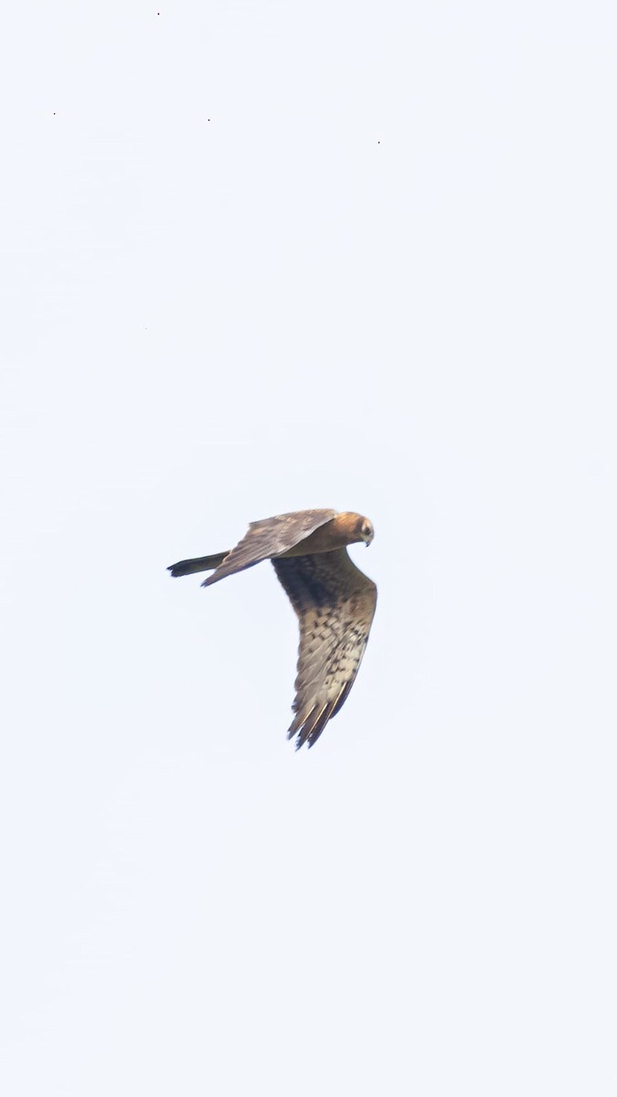 Montagu's Harrier - ML626239513