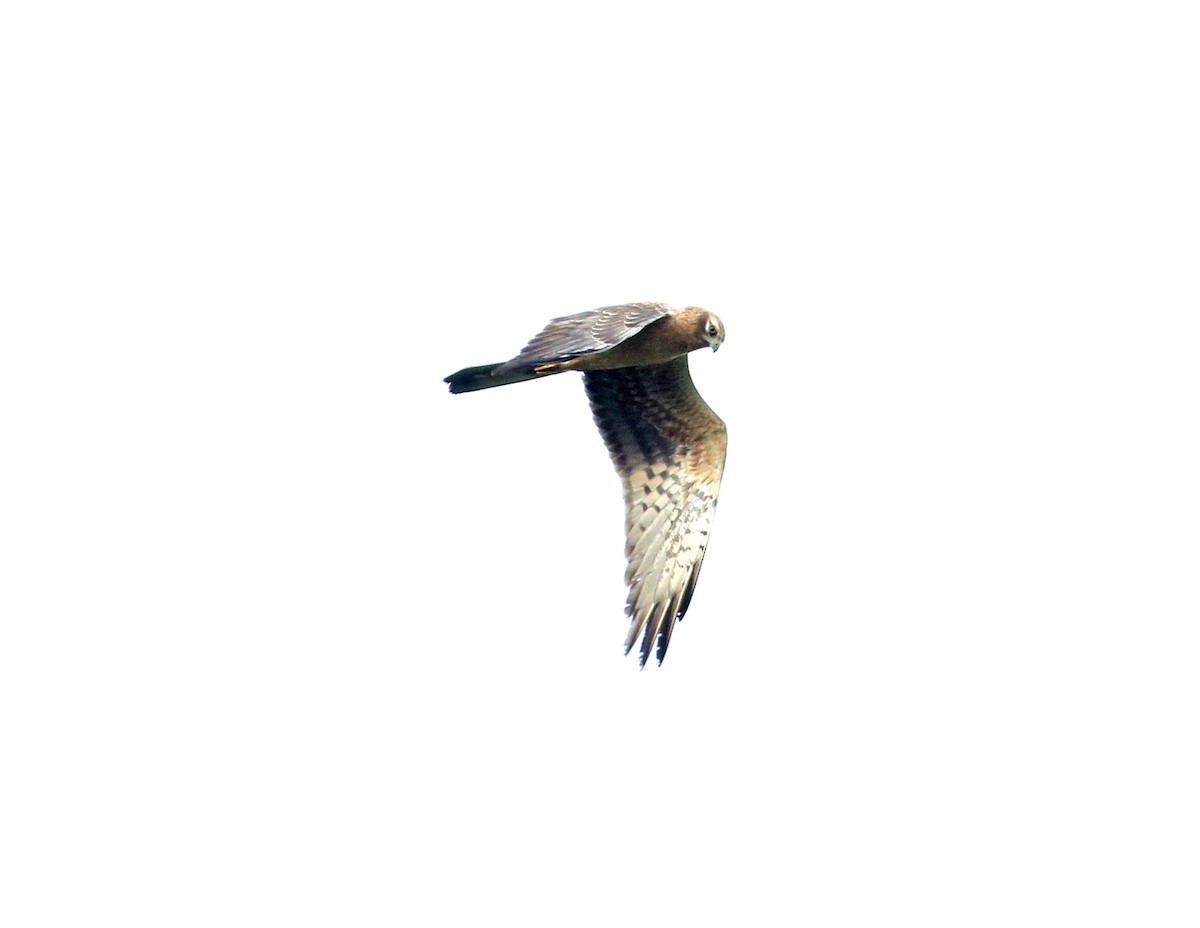 Montagu's Harrier - ML626239515